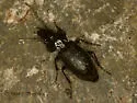 Pterostichus adstrictus