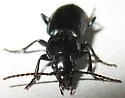 Pterostichus adstrictus - photo 3