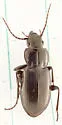 Pterostichus adstrictus - photo 4