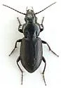 Pterostichus adstrictus - photo 5
