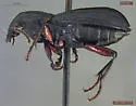 Pterostichus agonus - photo 2