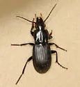 Pterostichus algidus