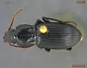 Pterostichus algidus - photo 2