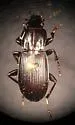 Pterostichus algidus - photo 3