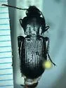 Pterostichus algidus - photo 4