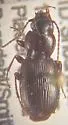 Pterostichus amadeus