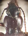 Pterostichus amadeus - photo 2