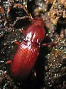Pterostichus angustus