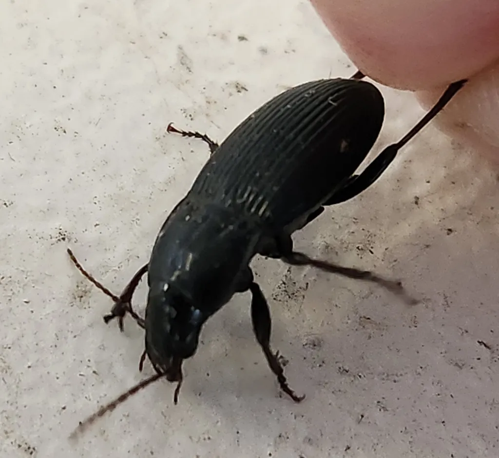Pterostichus atratus - photo 2