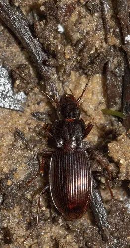 Pterostichus barri