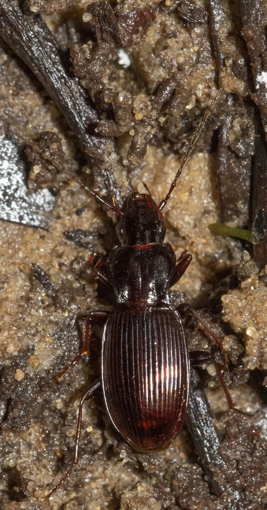 Pterostichus barri - photo 2