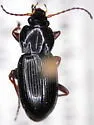 Pterostichus barryorum