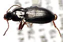 Pterostichus barryorum - photo 2