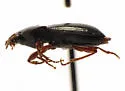 Pterostichus barryorum - photo 3