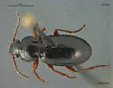 Pterostichus brevicornis - Pterostichus brevicornis