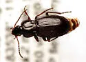 Pterostichus brevicornis - photo 2