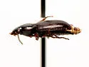Pterostichus brevicornis - photo 3