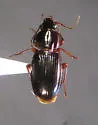 Pterostichus brevicornis - photo 4