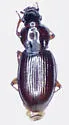 Pterostichus brevicornis - photo 5