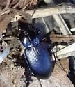 Pterostichus californicus - photo 2