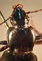 Pterostichus californicus - photo 4