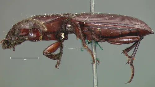Pterostichus caligans - Pterostichus caligans