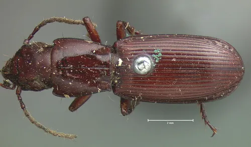 Pterostichus caligans - photo 2