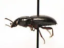 Pterostichus caribou