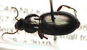 Pterostichus caribou - photo 2