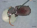 Pterostichus castaneus - Pterostichus castaneus