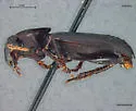 Pterostichus castaneus - photo 2