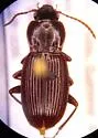 Pterostichus castaneus - photo 3