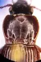 Pterostichus castaneus - photo 4