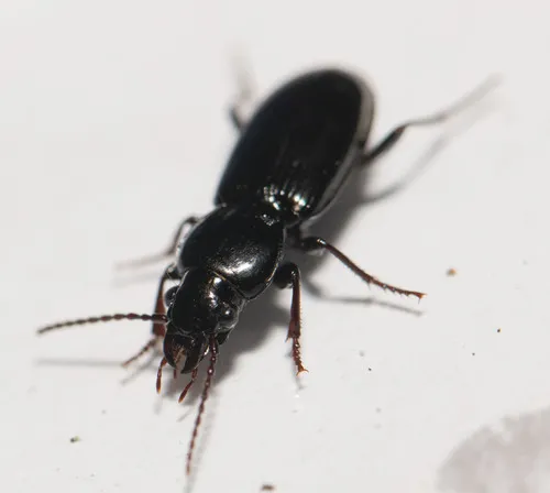 Pterostichus caudicalis - Pterostichus caudicalis