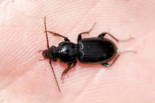Pterostichus caudicalis - photo 2
