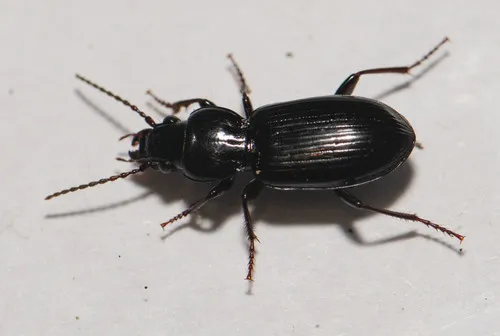 Pterostichus caudicalis - photo 3