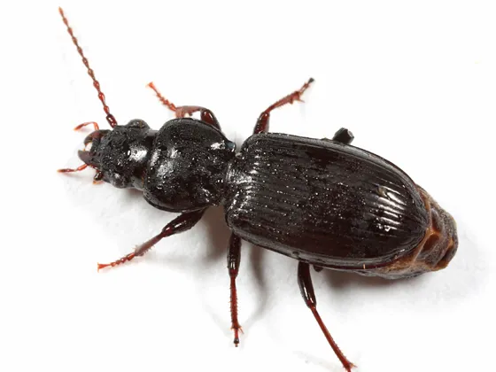 Pterostichus caudicalis - photo 4