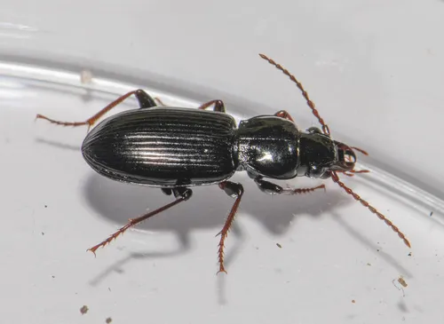 Pterostichus caudicalis - photo 5