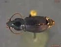 Pterostichus circulosus