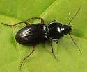Pterostichus commutabilis - photo 2