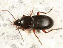 Pterostichus commutabilis - photo 3