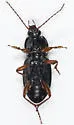 Pterostichus commutabilis - photo 4