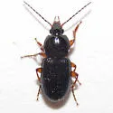 Pterostichus commutabilis - photo 5