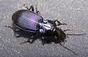 Pterostichus coracinus - Pterostichus coracinus