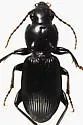 Pterostichus coracinus - photo 2