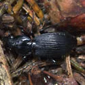Pterostichus coracinus - photo 3