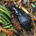 Pterostichus coracinus - photo 4