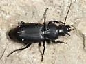 Pterostichus corvinus - photo 2