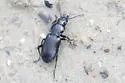 Pterostichus corvinus - photo 4