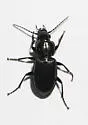 Pterostichus corvinus - photo 5